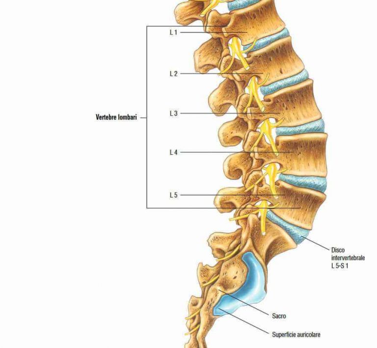 Le vertebre del rachide lombare LEG srl STP Radiologia Domiciliare Le vertebre del rachide lombare LEG srl STP Radiologia Domiciliare