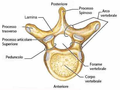 Anatomia Vertebra Lombare