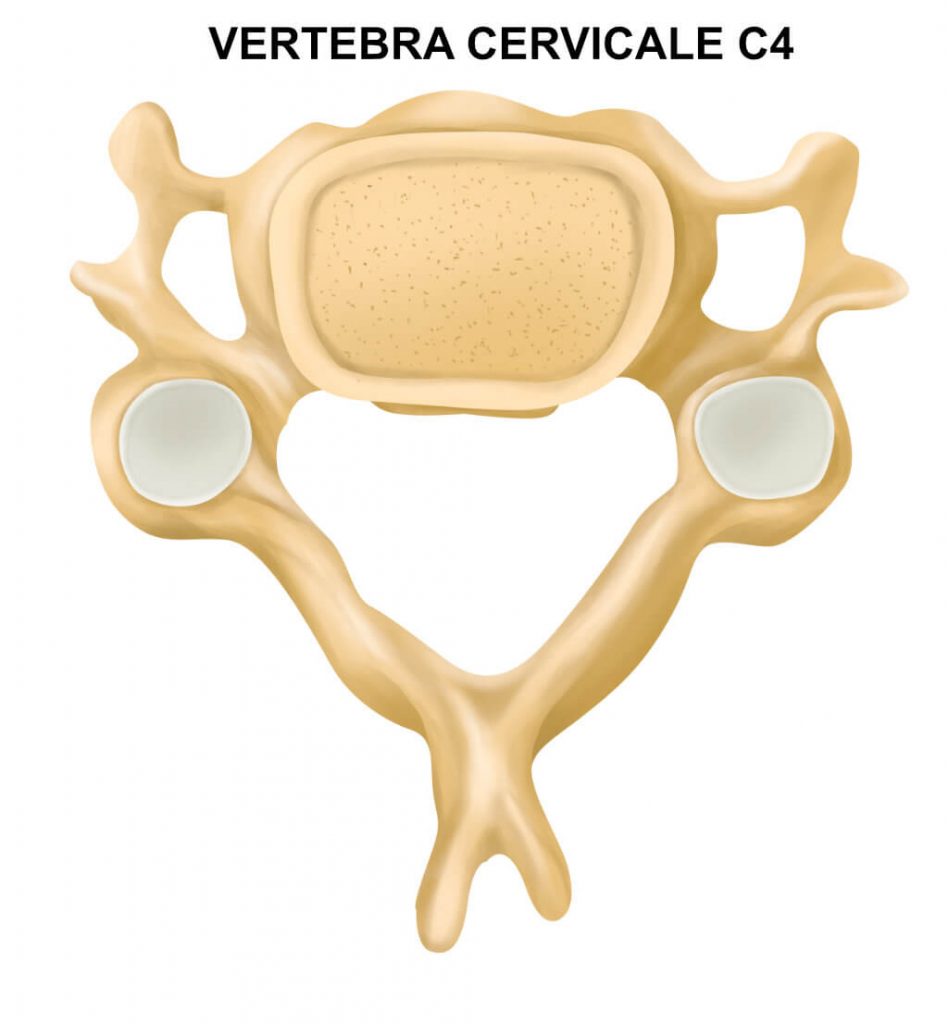 Quarta Vertebra Cervicale - C4