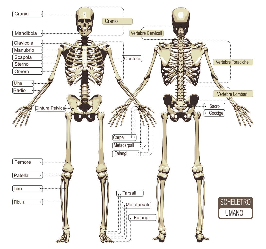 Le ossa del corpo umano