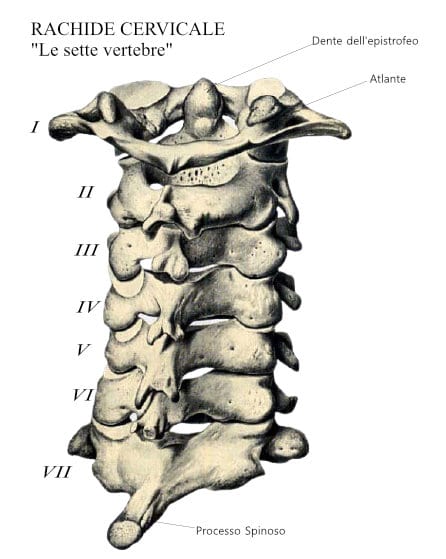 Le 7 vertebre cervcali