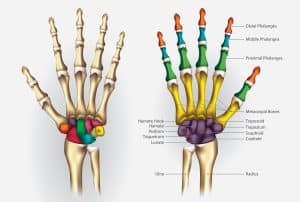 Ossa della mano: anatomia scheletro