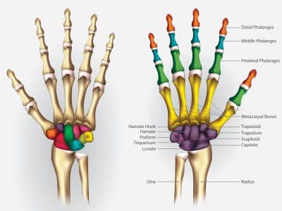 Ossa della mano: anatomia scheletro